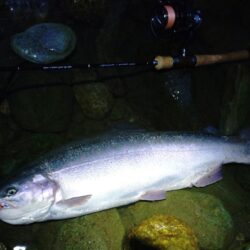 なかなか難しい放流日　～天竜川ルアーフライテンカラ専用区～